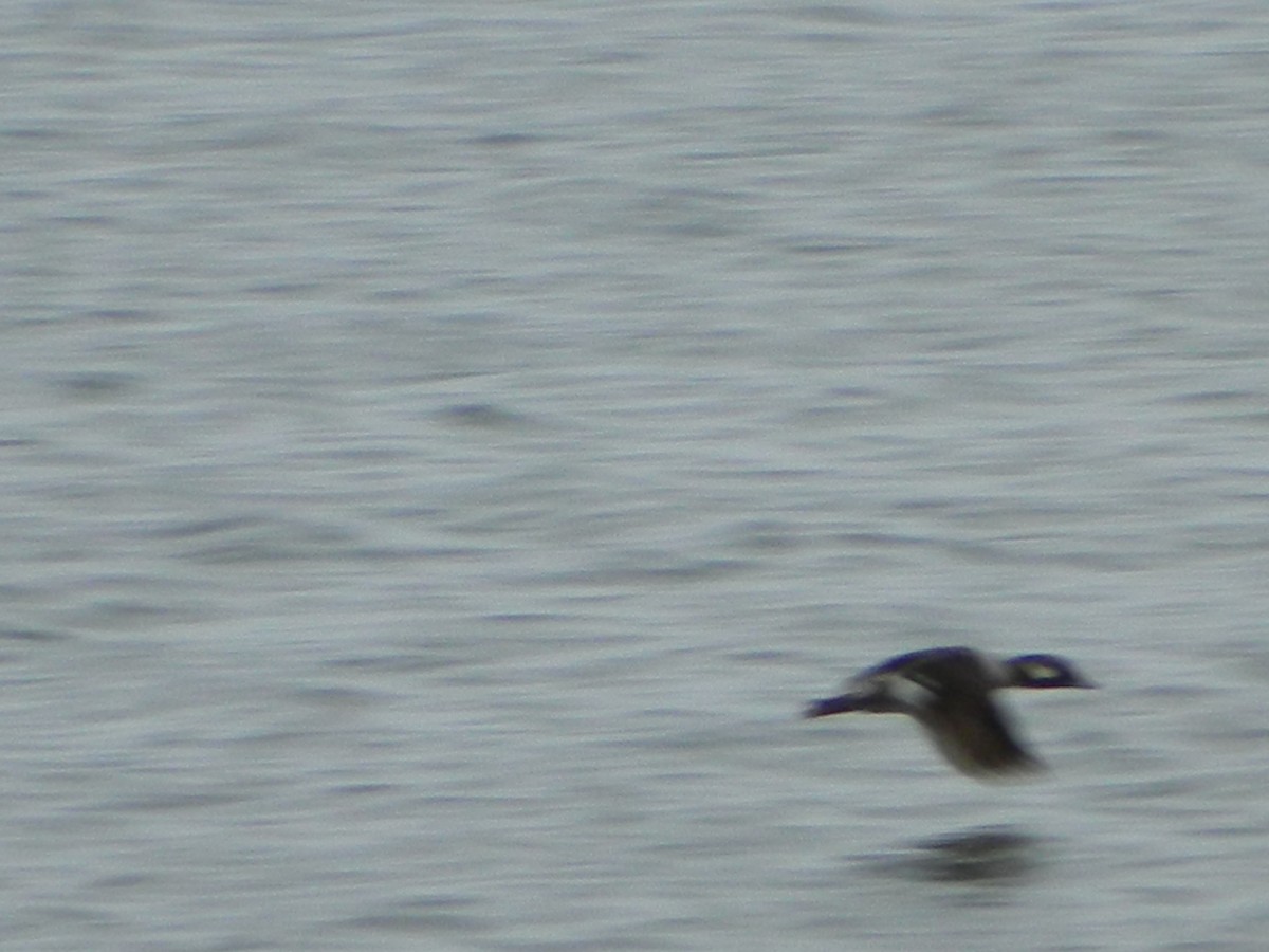 Bufflehead - ML28935581