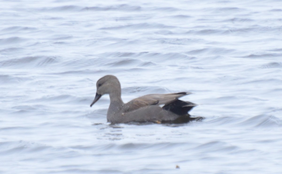 Gadwall - ML289362011