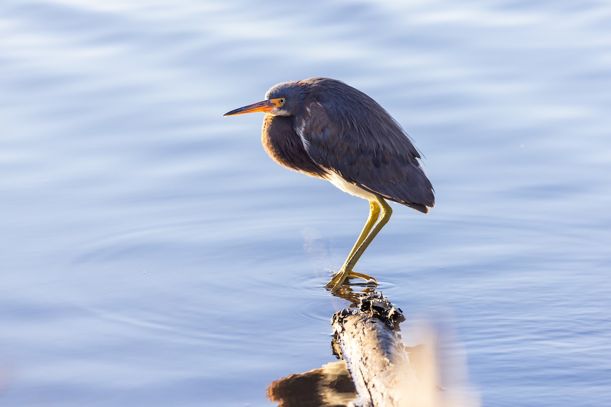 Tricolored Heron - ML289362441