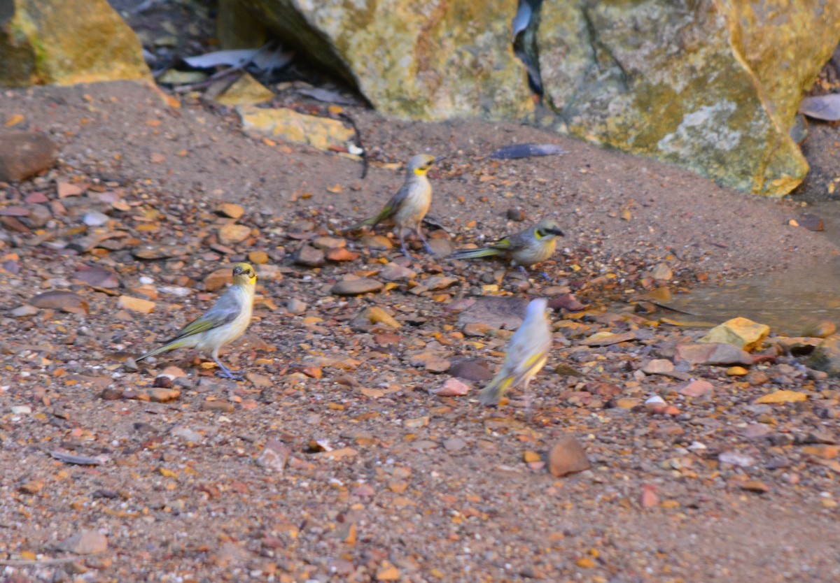 Gray-fronted Honeyeater - ML28936401