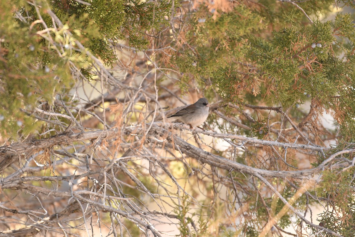 Dark-eyed Junco (Gray-headed) - ML289364691