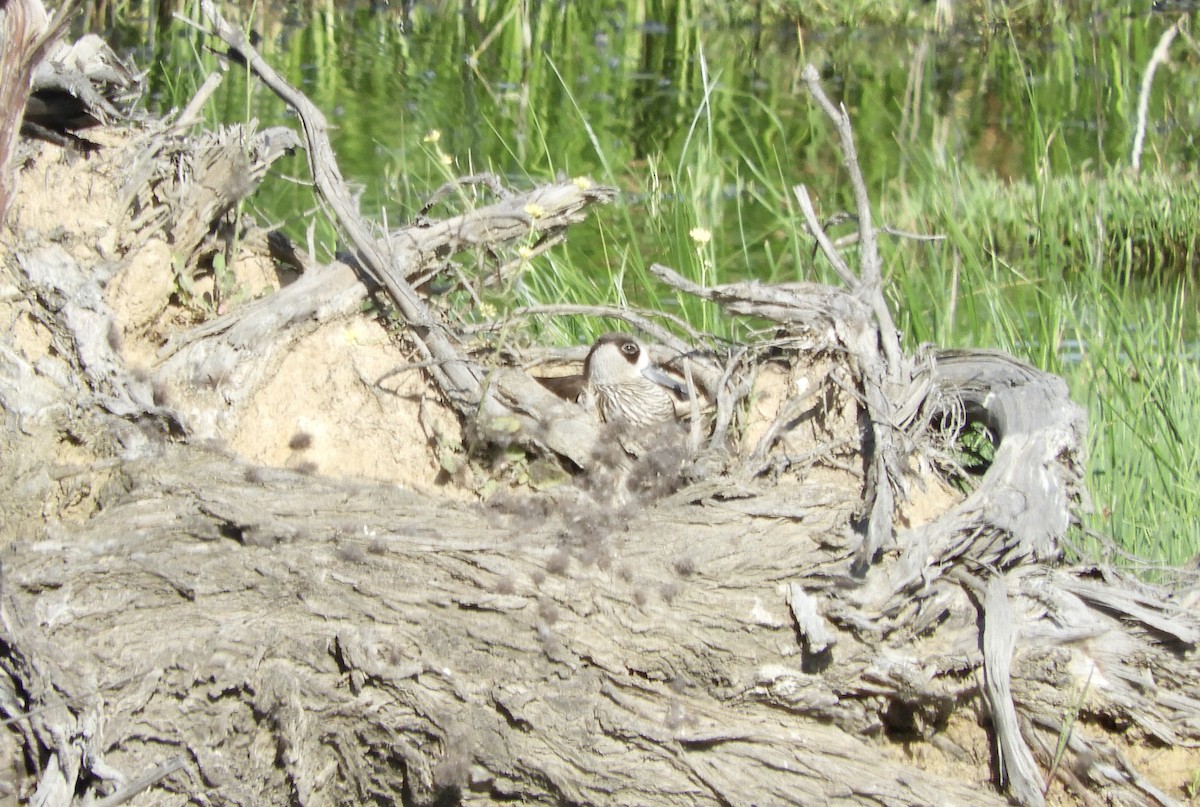 Pink-eared Duck - ML289364711