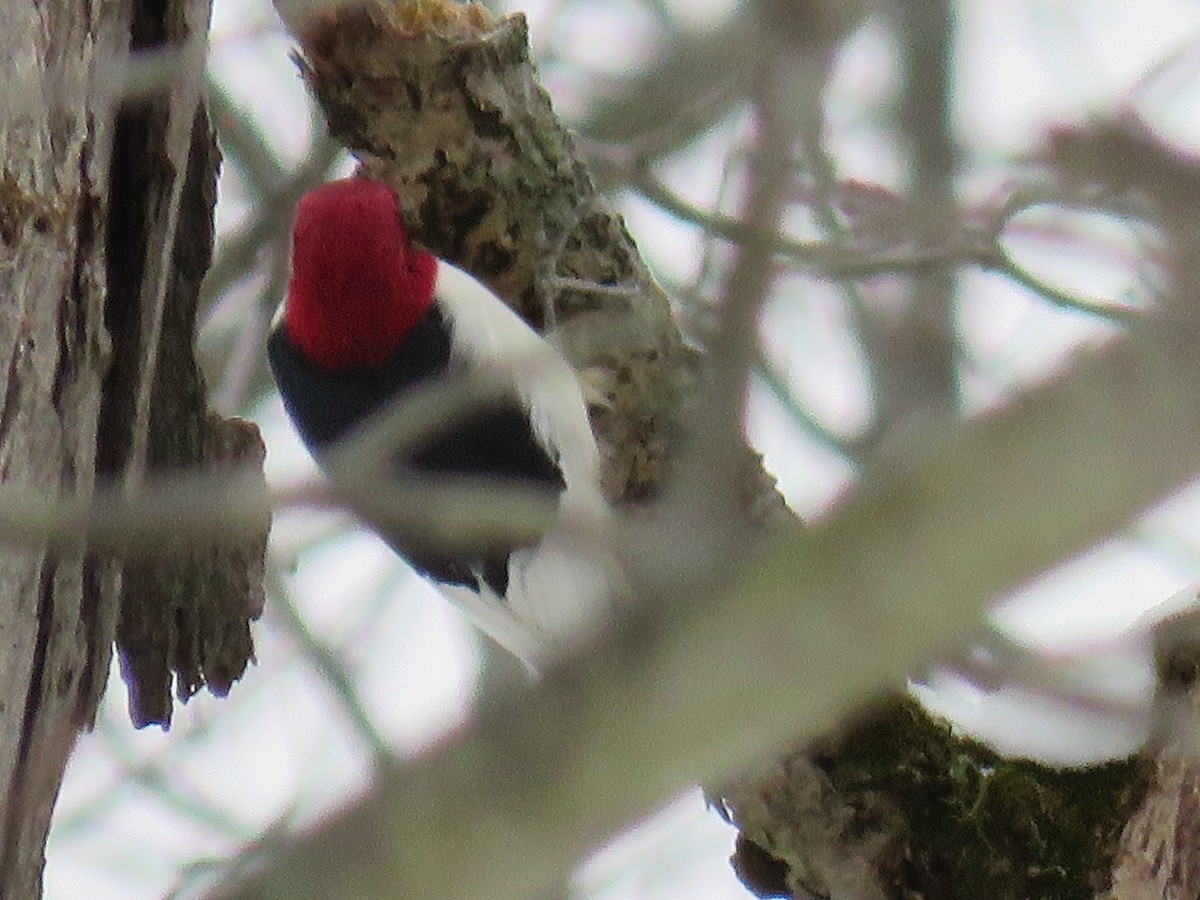 Red-headed Woodpecker - ML289365141