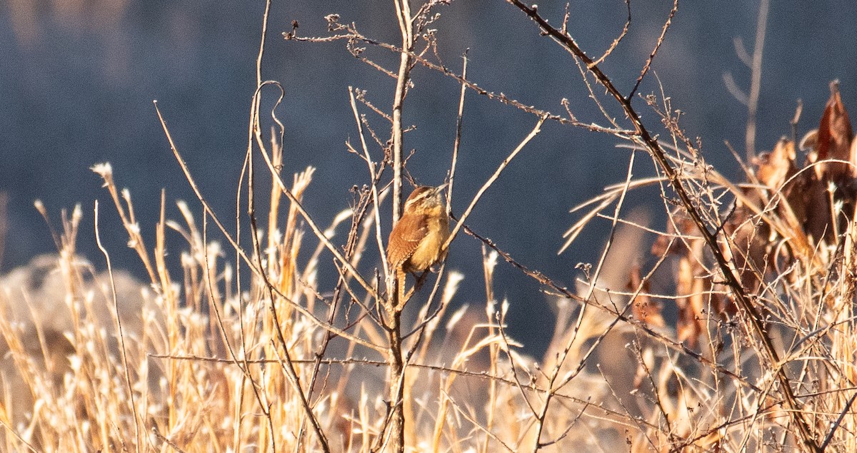 Carolina Wren - ML289366201