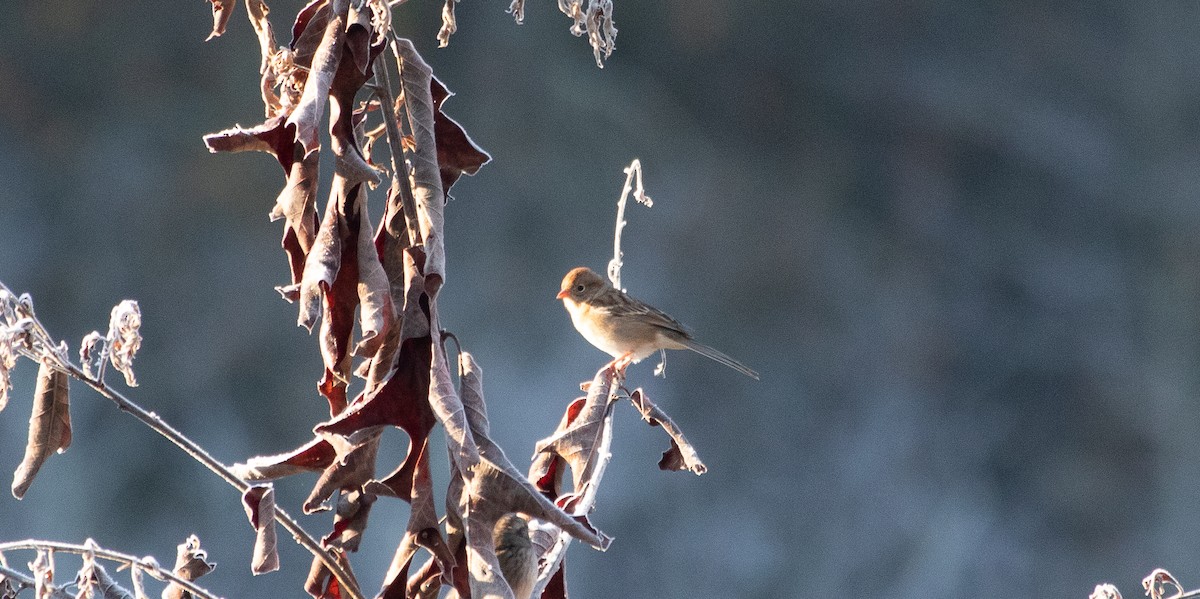 Field Sparrow - ML289369171