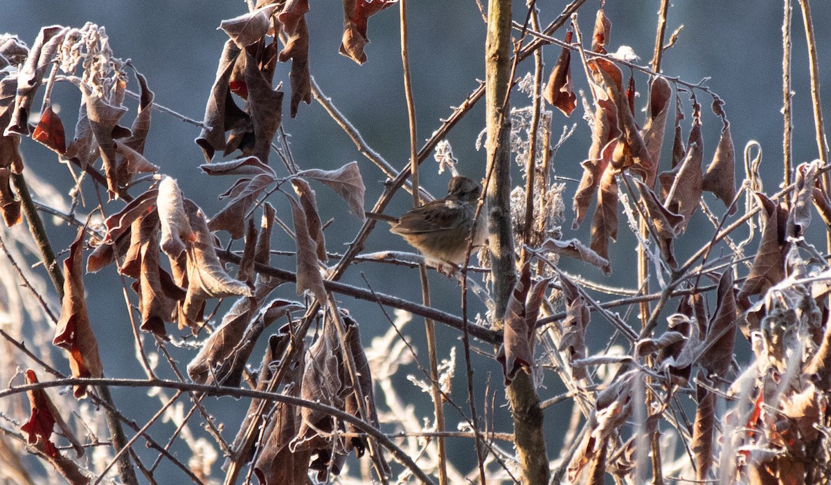 White-throated Sparrow - ML289369671