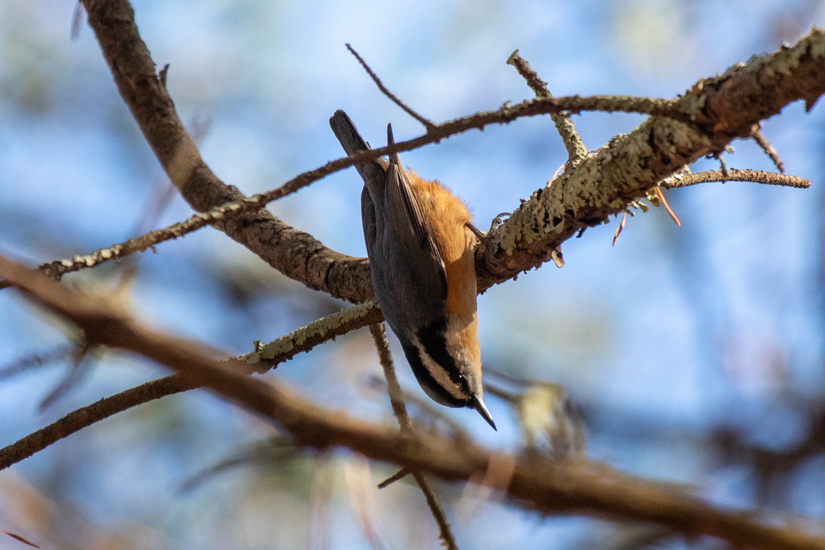 Red-breasted Nuthatch - ML289371701