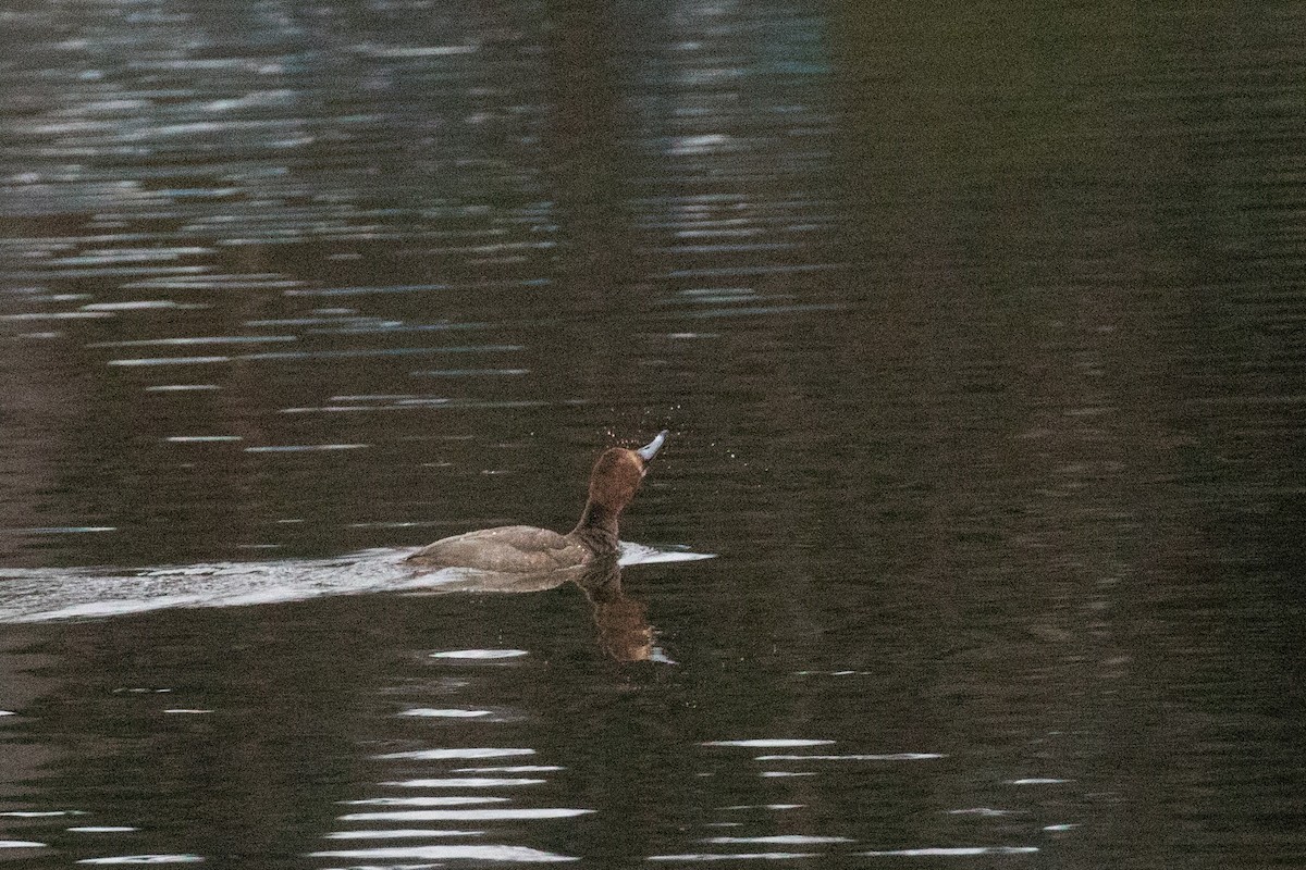 Fuligule à tête rouge - ML289372461