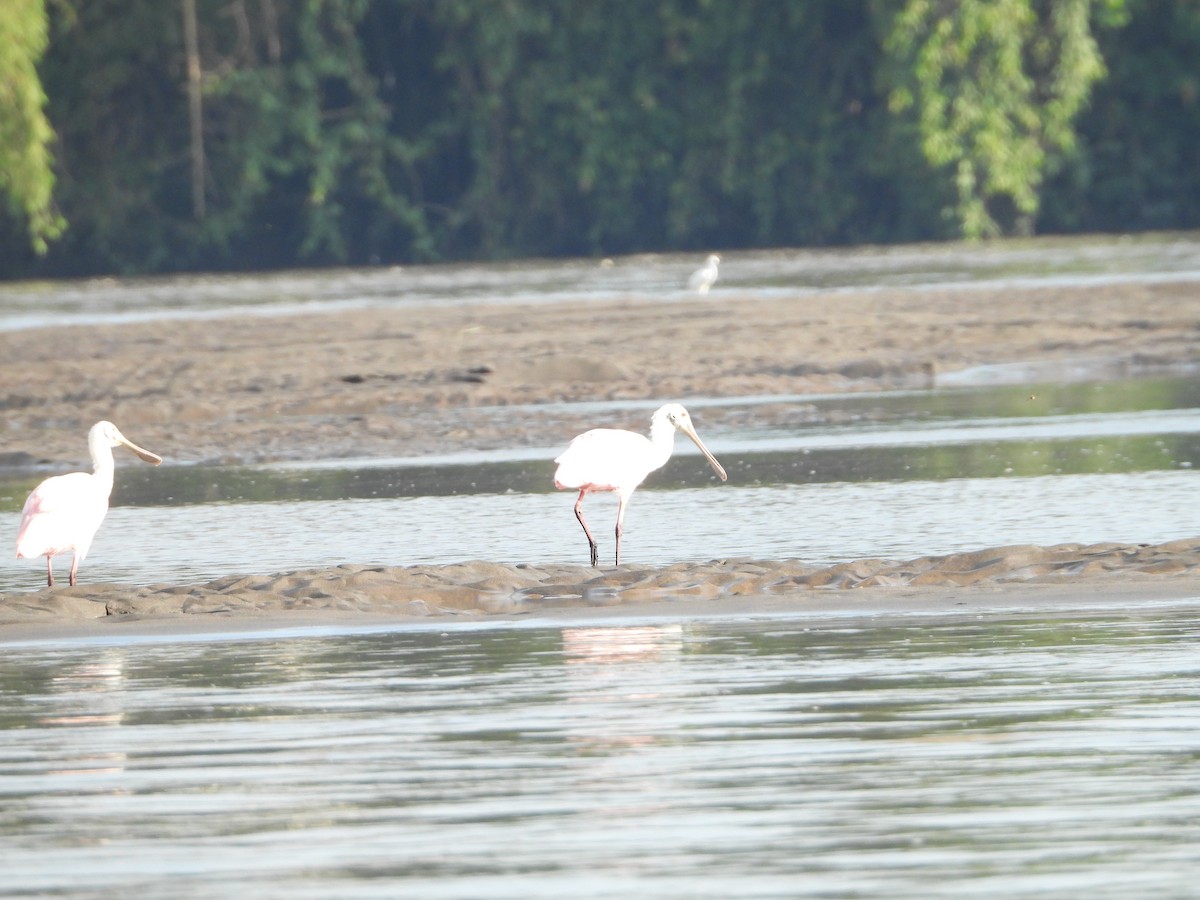 Roseate Spoonbill - ML289373651