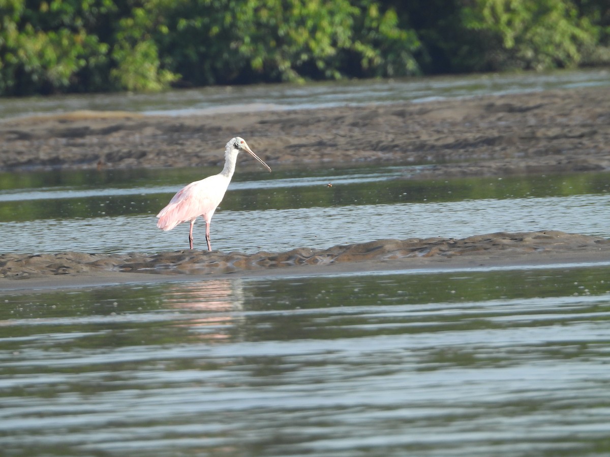 Roseate Spoonbill - ML289373731