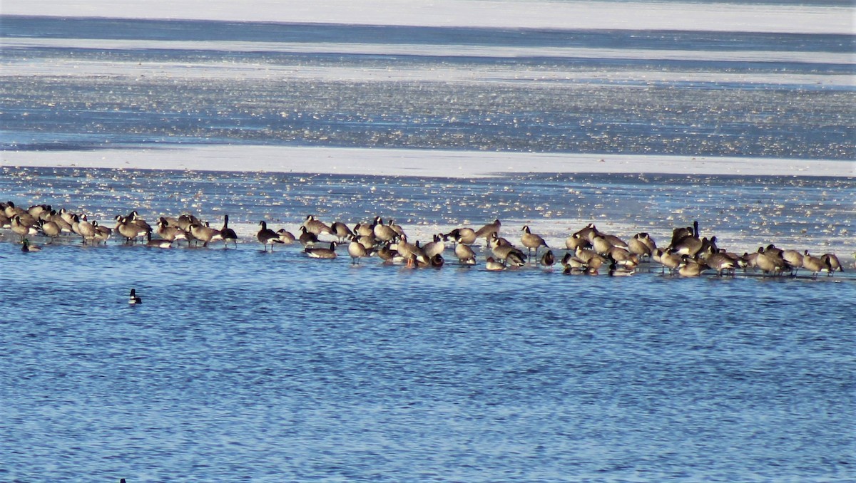 Greater White-fronted Goose - ML289374121