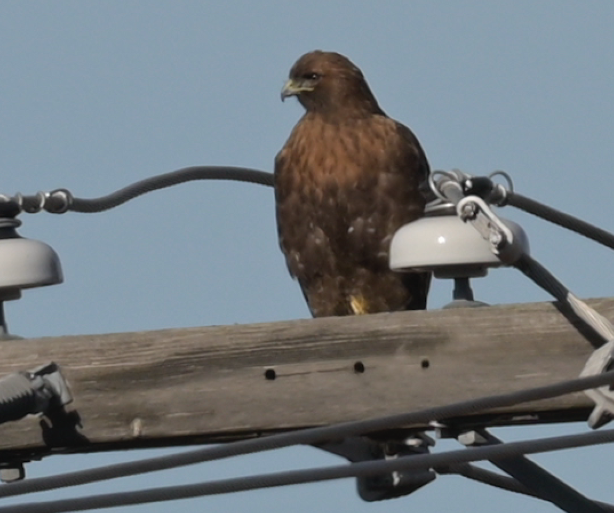 Red-tailed Hawk - ML289374451