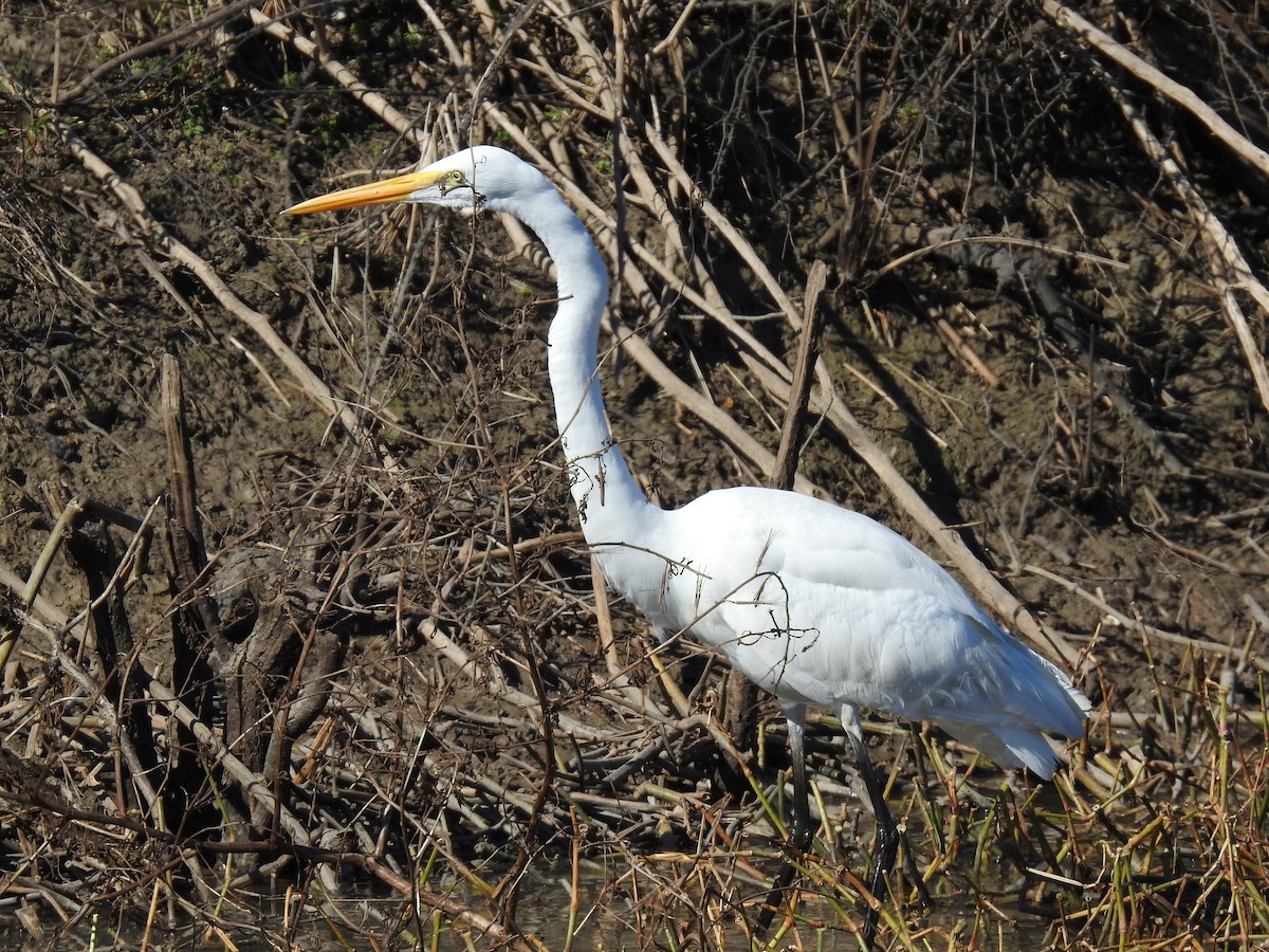 Great Egret - ML289375871