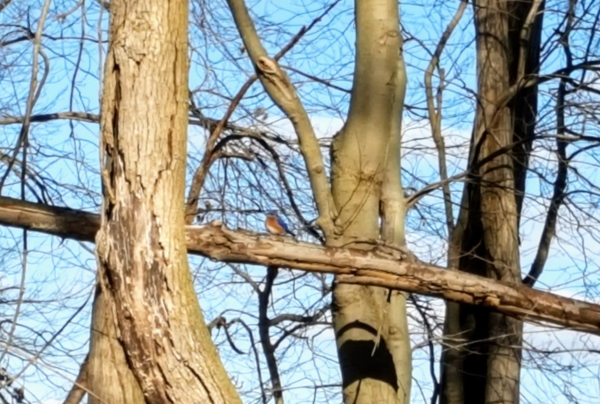 Eastern Bluebird - ML289377181