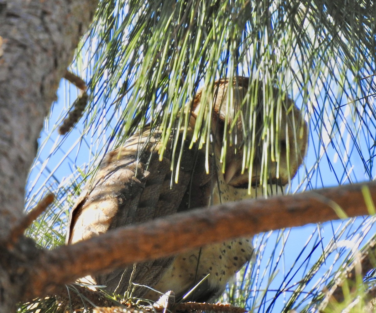 Barn Owl - ML289377851