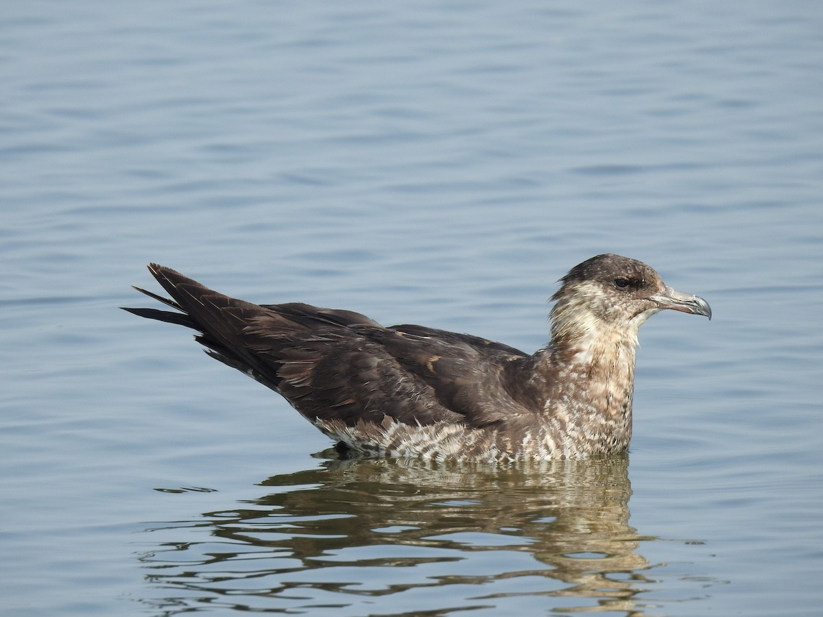 Pomarine Jaeger - Suebsawat Sawat-chuto