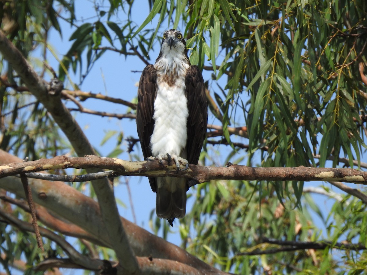 Arrano arrantzalea (haliaetus) - ML289378801