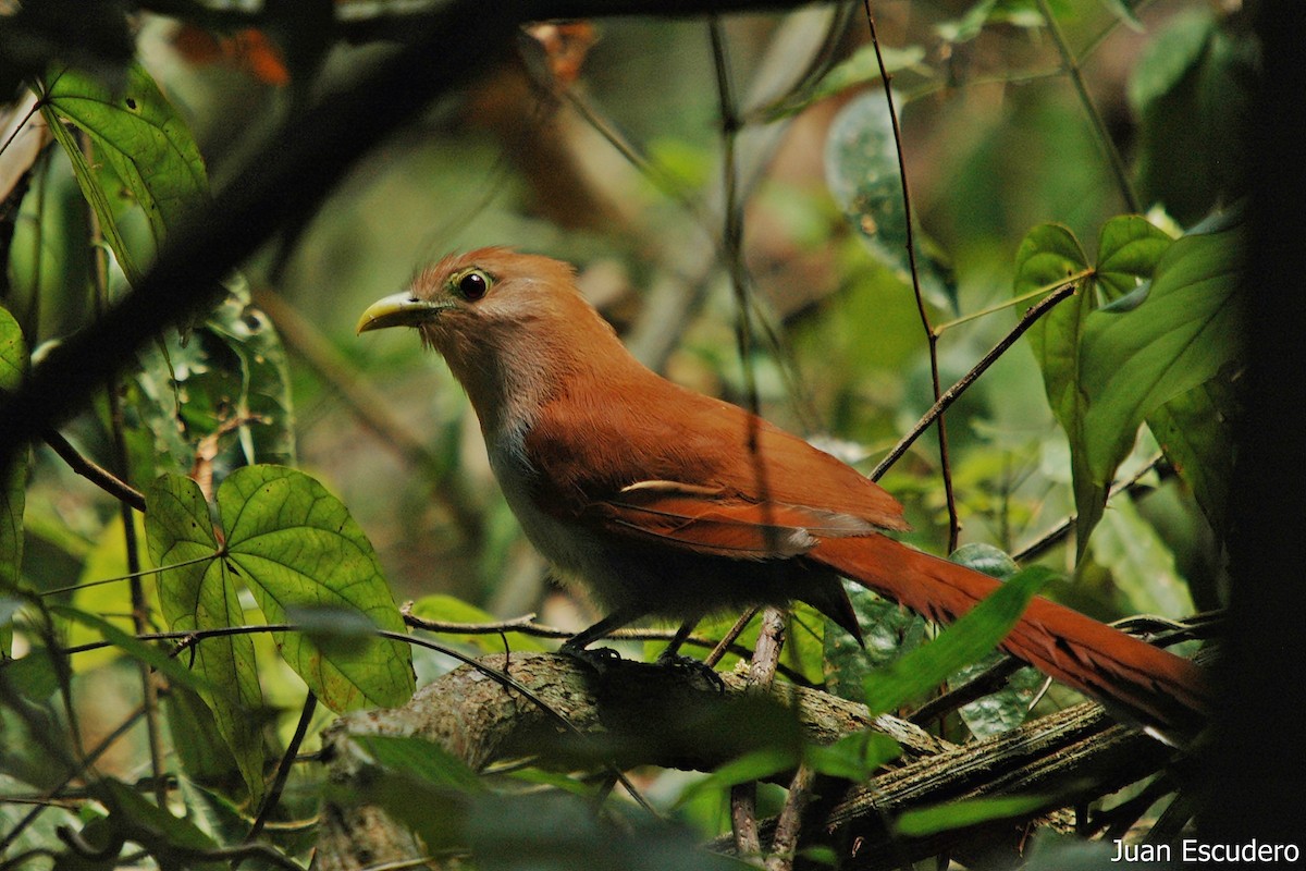 Squirrel Cuckoo - Juan Escudero