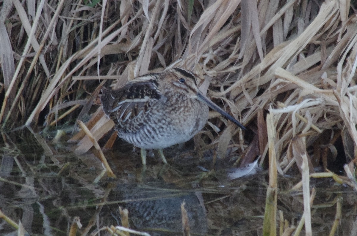 Wilson's Snipe - ML289379291