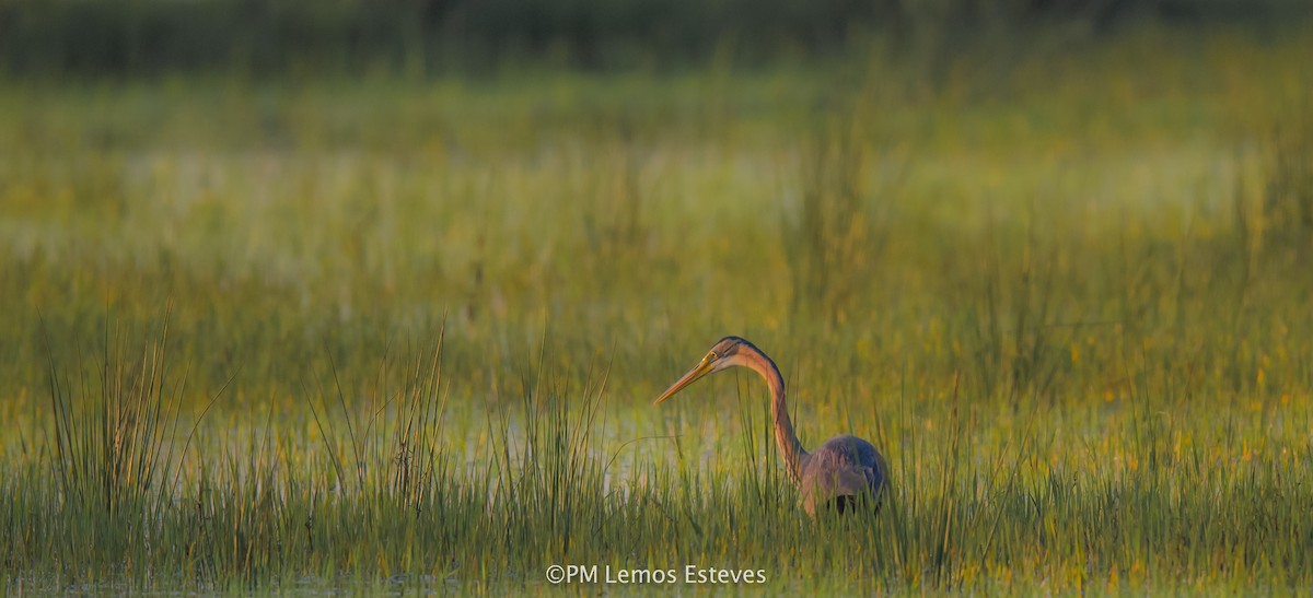 Purple Heron - ML28937941