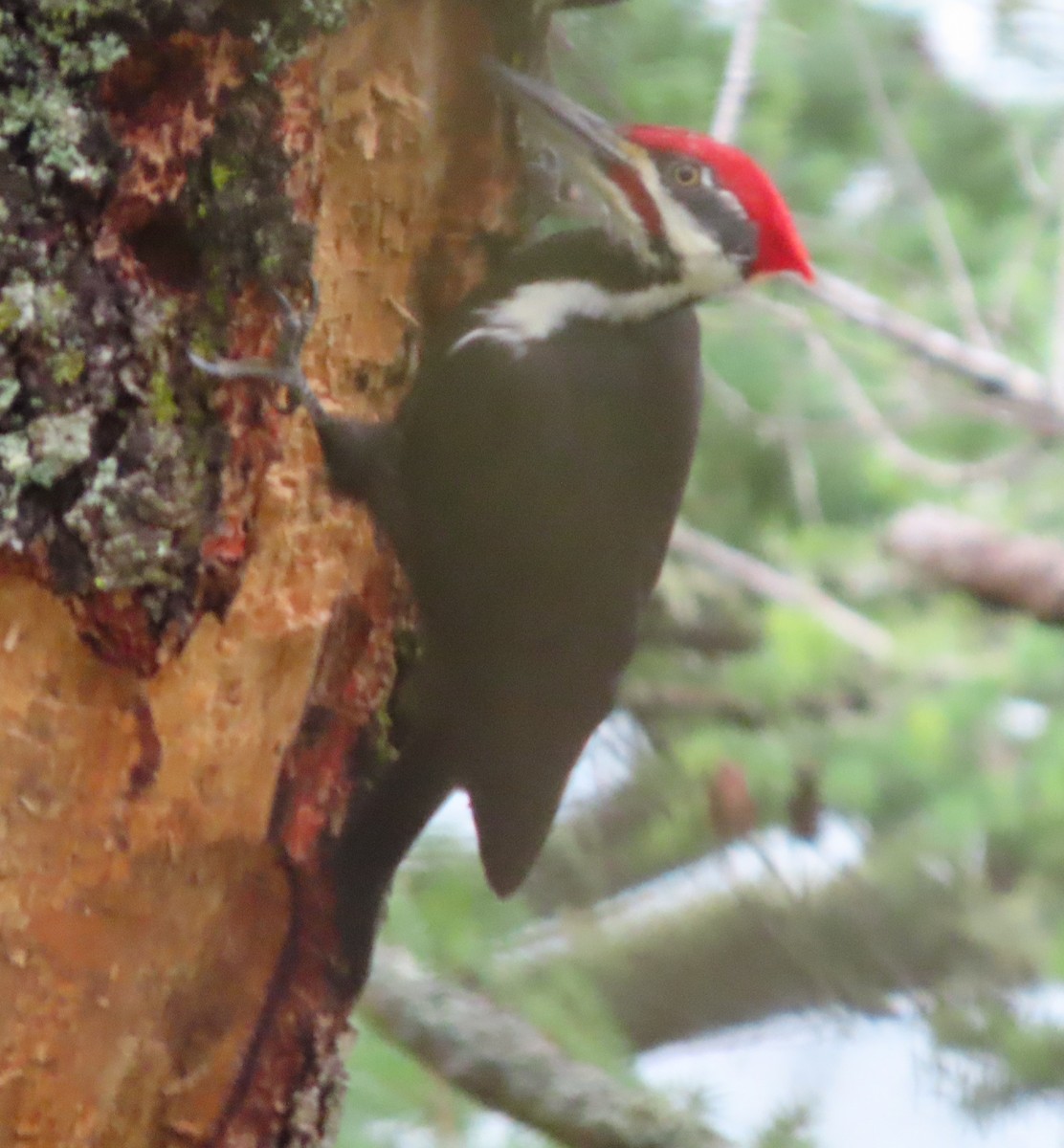 Pileated Woodpecker - ML289381701
