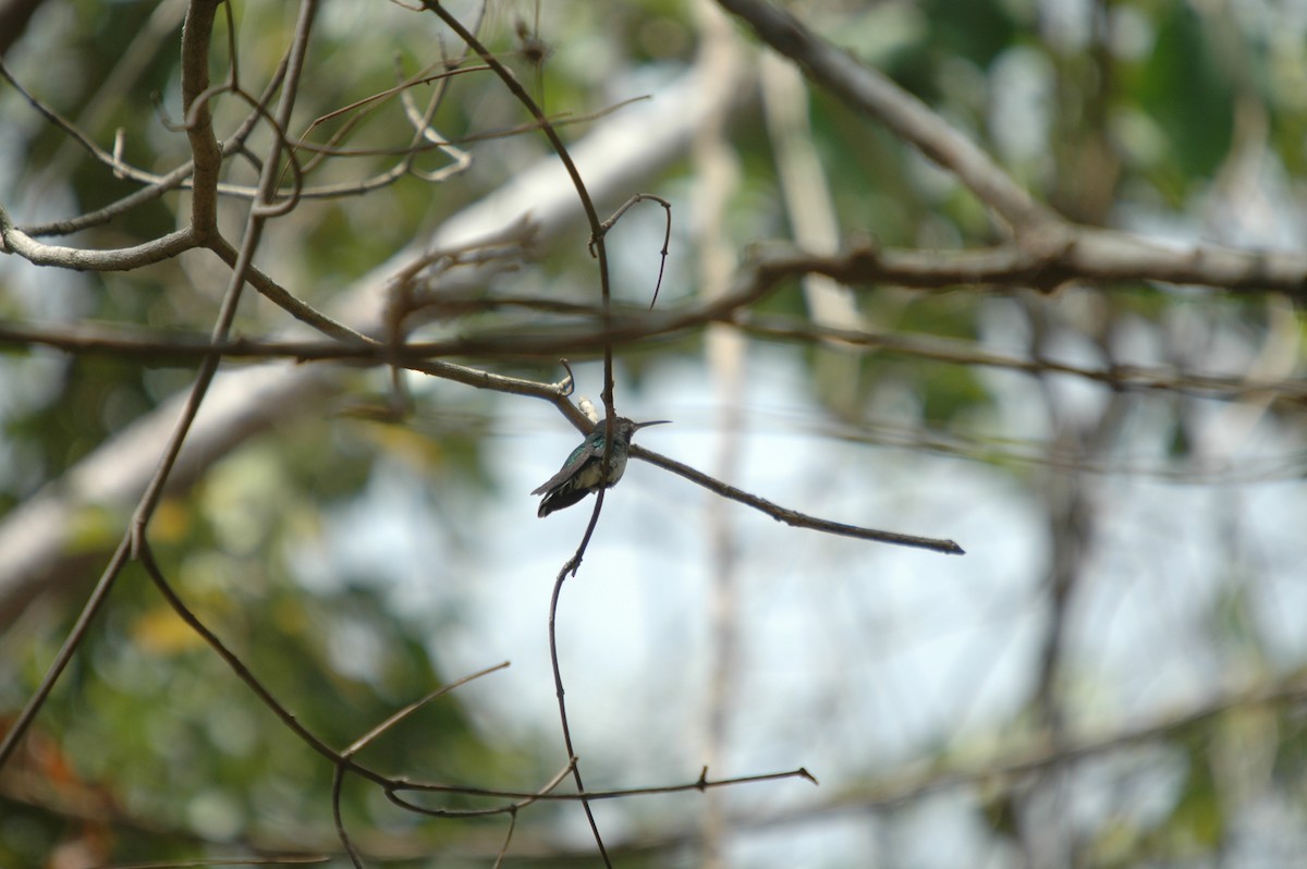 kolibřík bělokrký - ML289382161