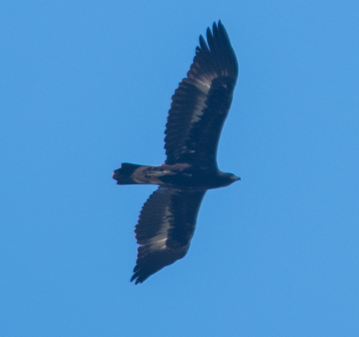 Golden Eagle - ML289382601