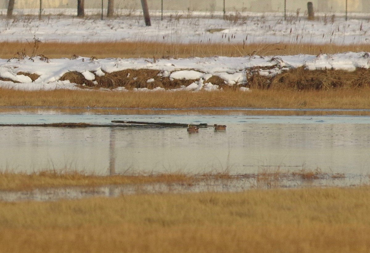 American Wigeon - ML289382761