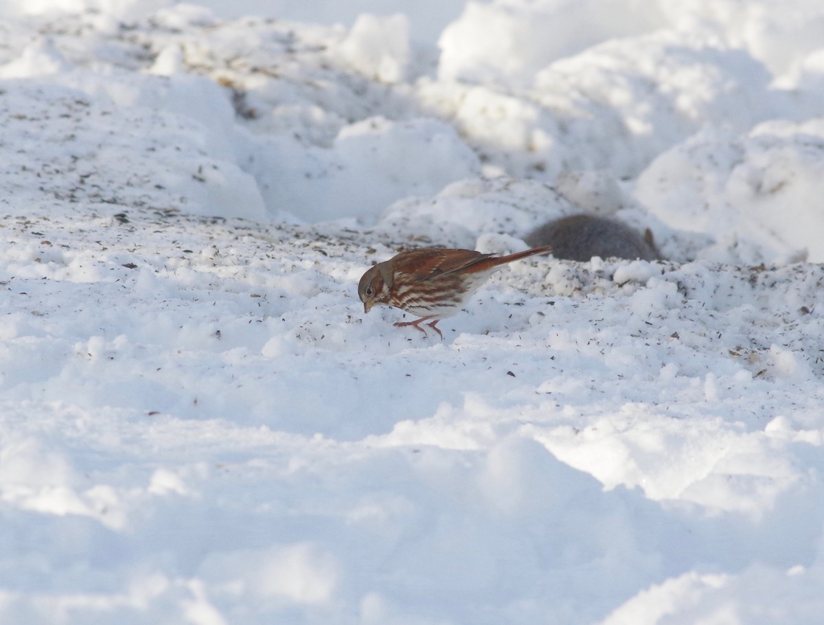 Fox Sparrow (Red) - Alan Trautmann