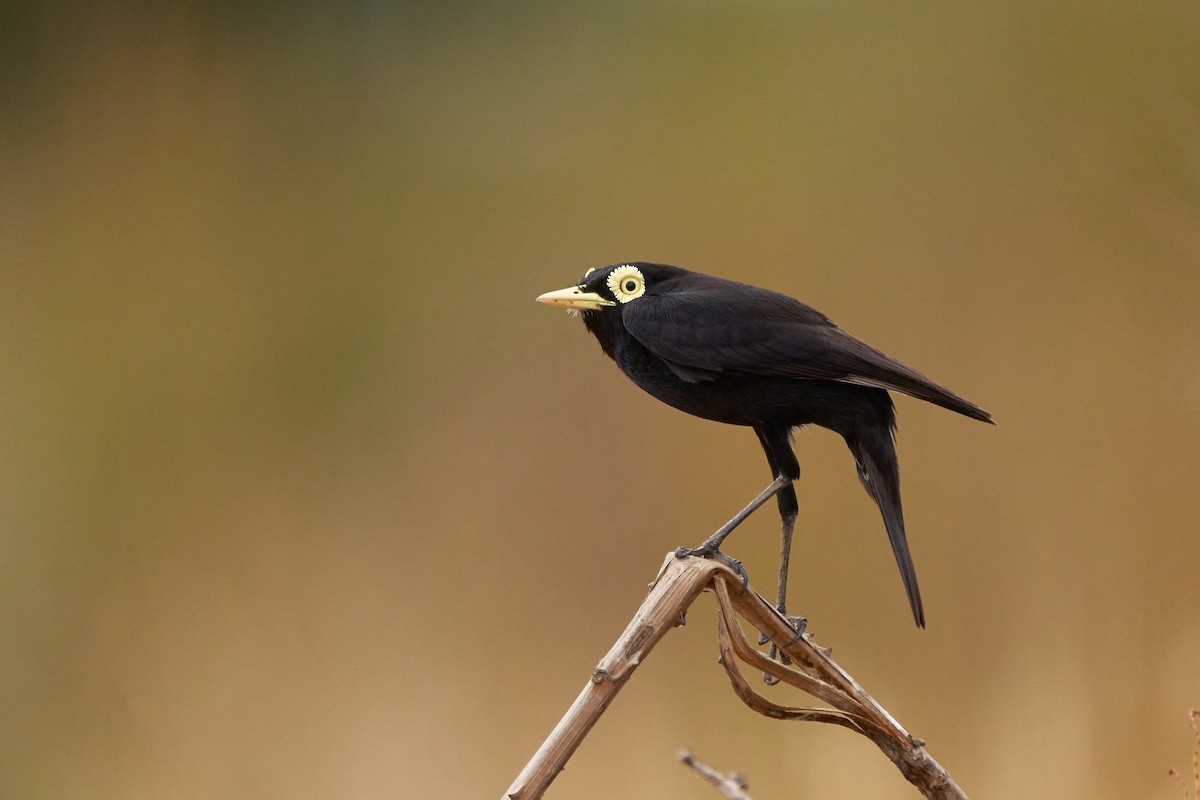 Spectacled Tyrant - Hederd Torres García