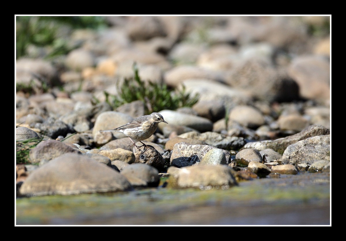 American Pipit - ML28938311