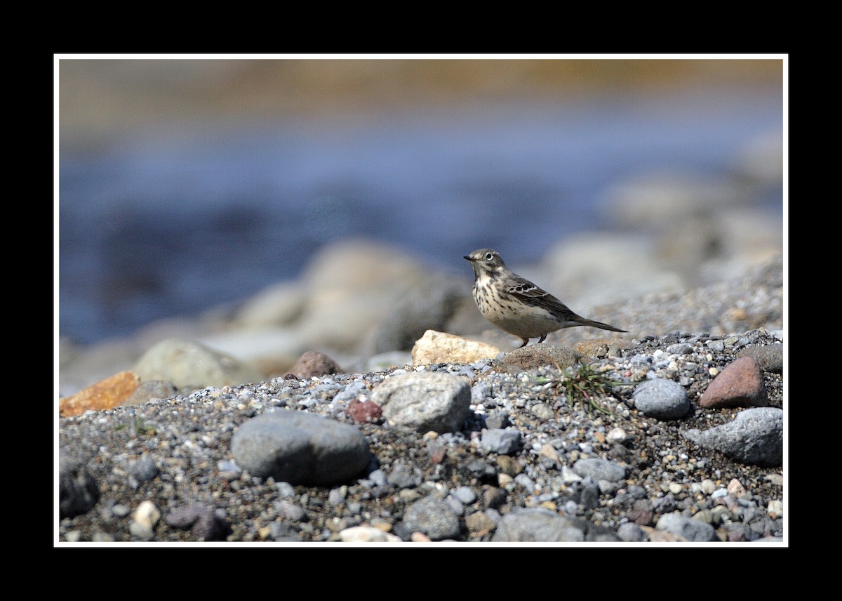 American Pipit - ML28938321