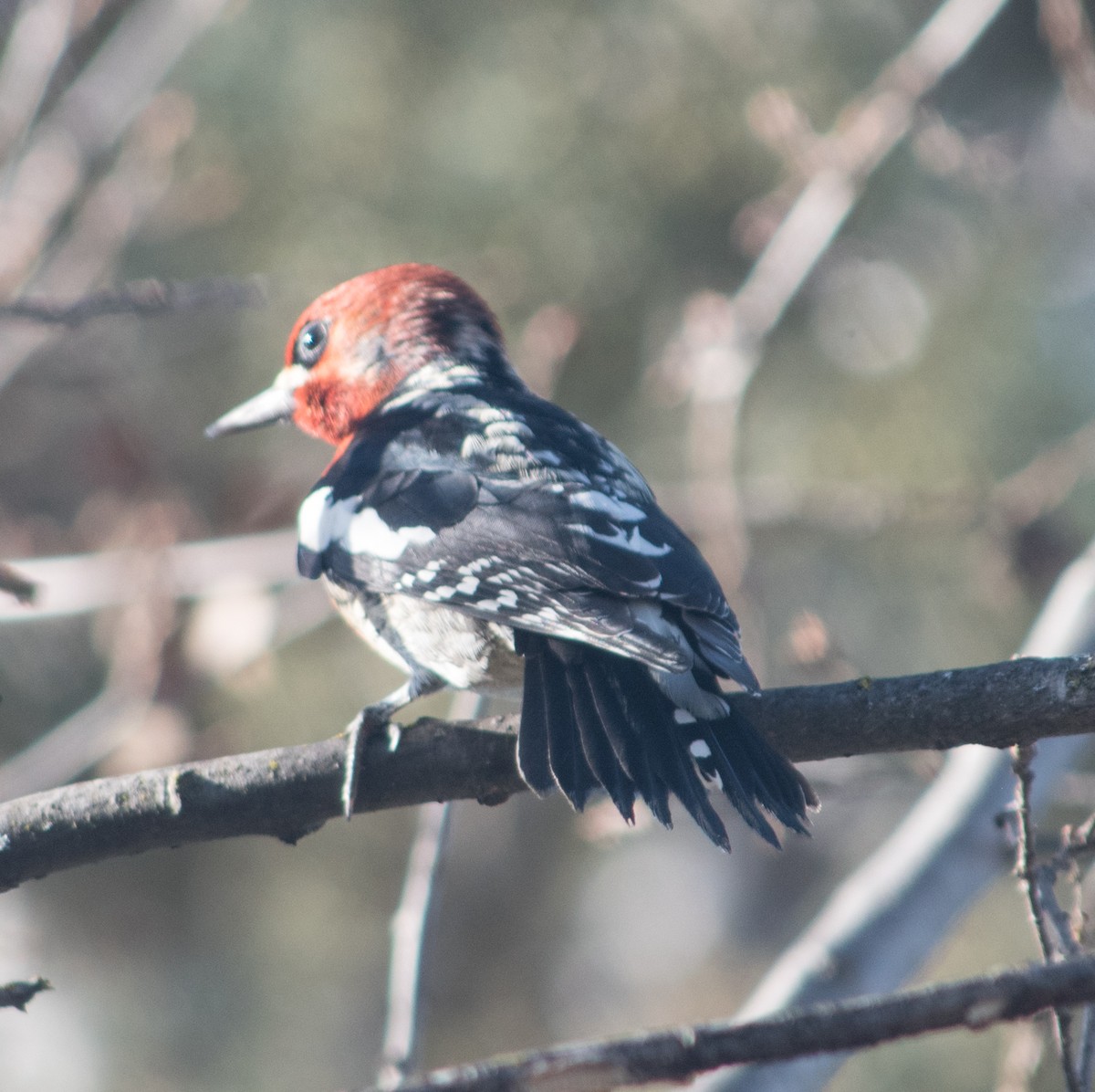 Red-breasted Sapsucker - ML289383331