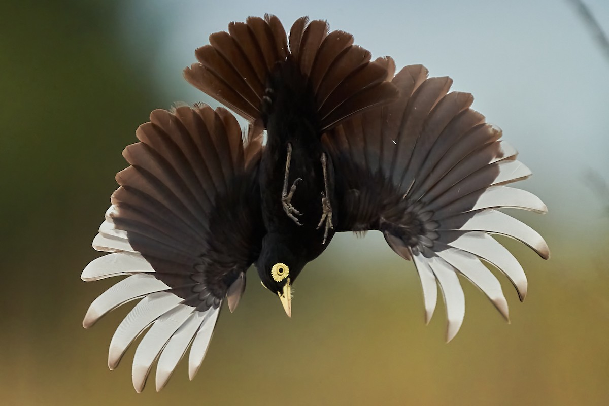 Spectacled Tyrant - ML289384351