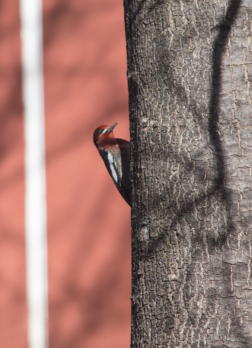 Red-breasted Sapsucker - ML289384501