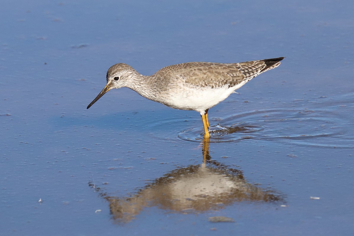 Lesser Yellowlegs - Audry Nicklin