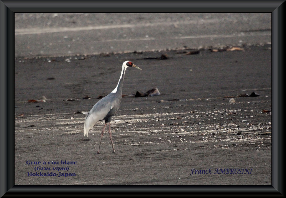 White-naped Crane - ML28938581