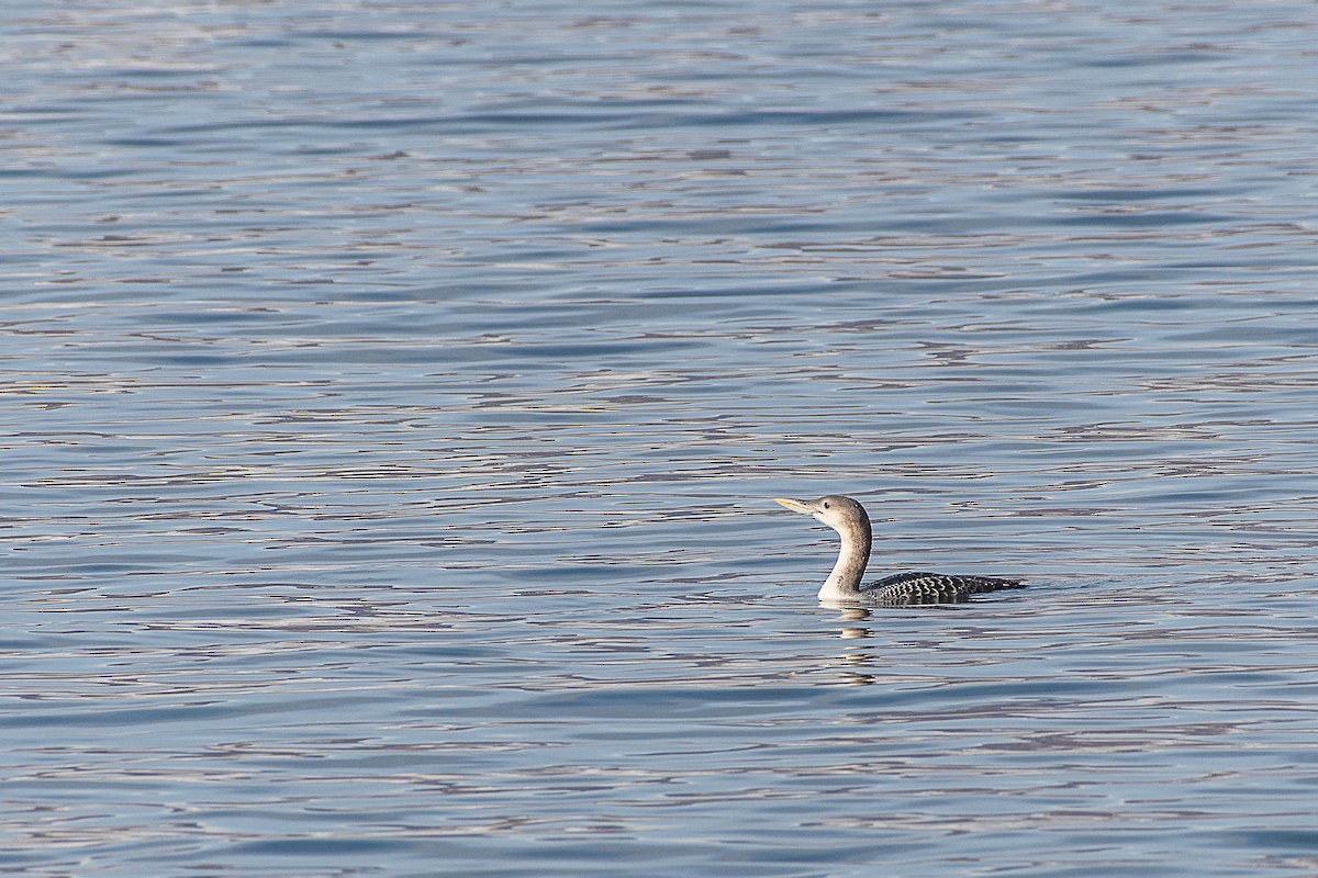 Yellow-billed Loon - ML289385931