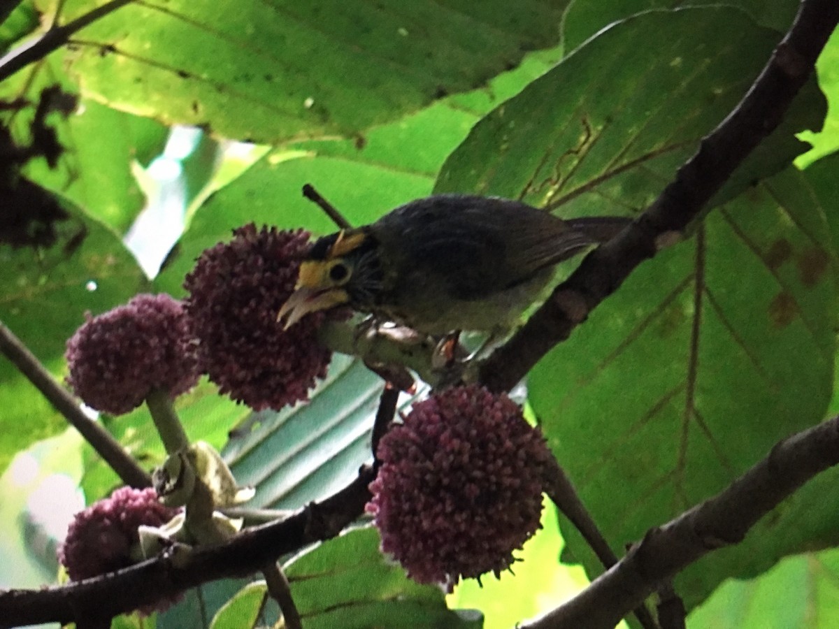 Flame-templed Babbler - Martin Kennewell