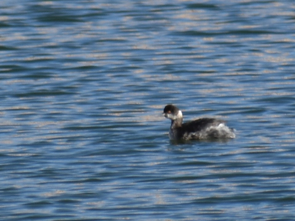 Eared Grebe - Johnny Stutzman