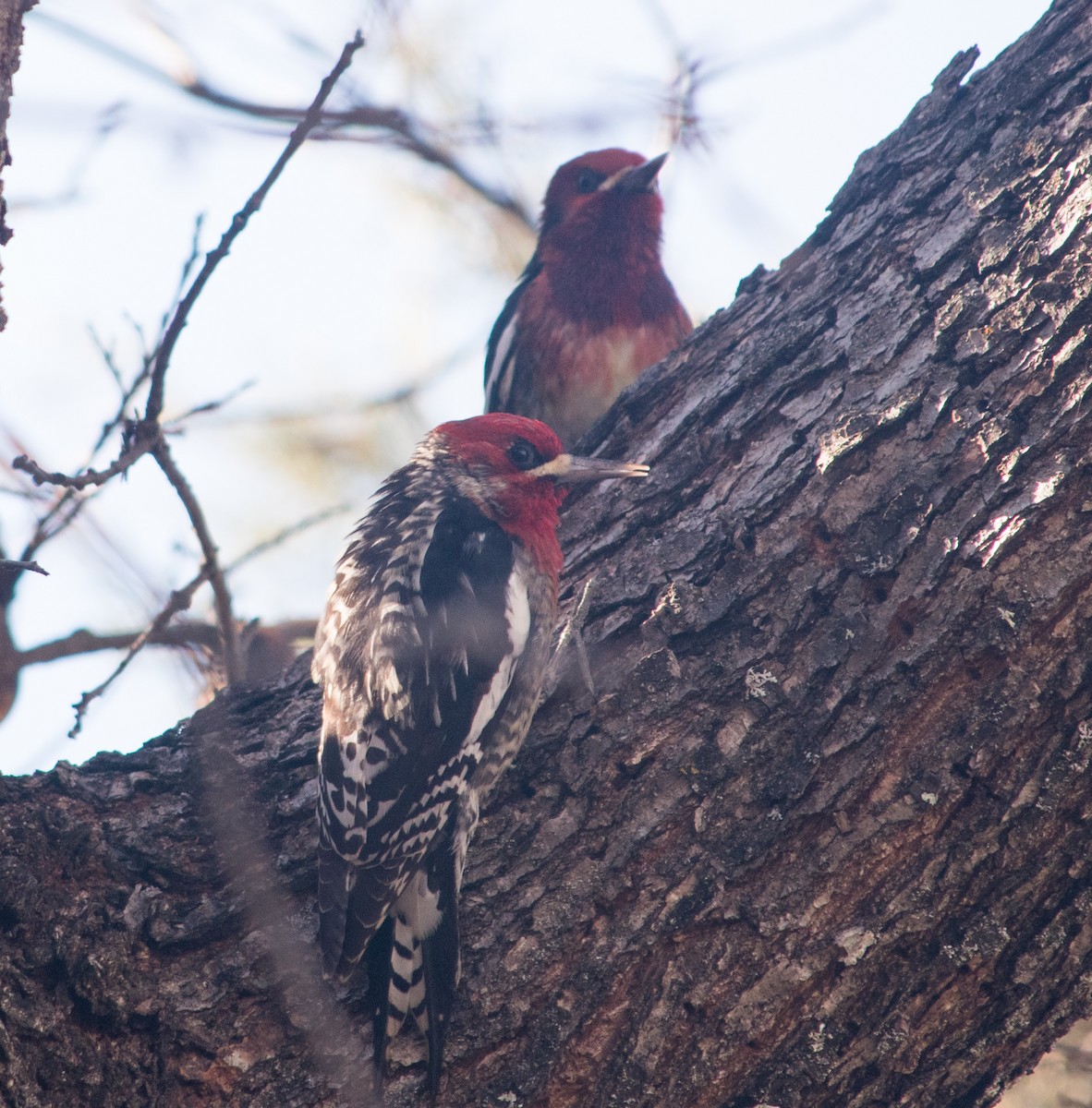 Red-breasted Sapsucker - ML289386431