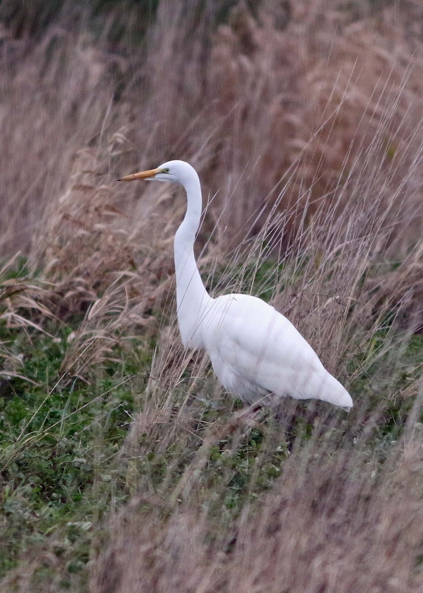 Great Egret - ML289386731