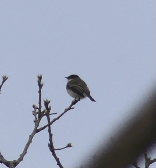 Eastern Phoebe - Russell Taylor