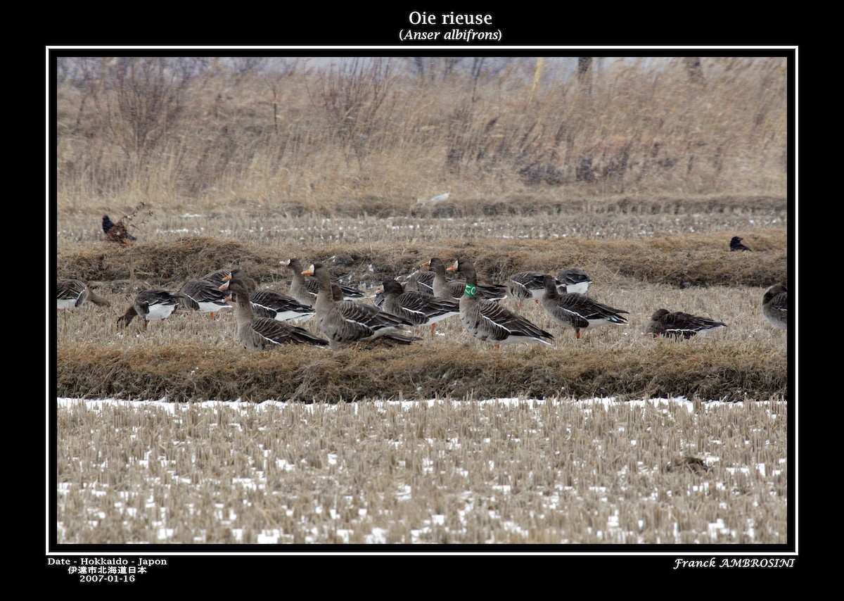 Greater White-fronted Goose - ML28938761