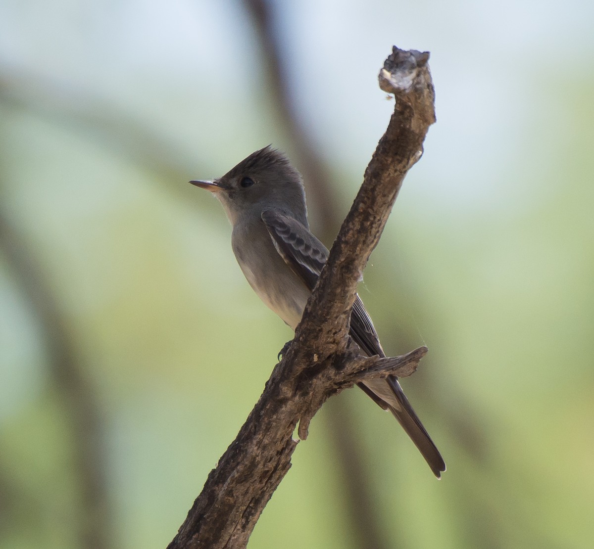 Western Wood-Pewee - Gordon Karre