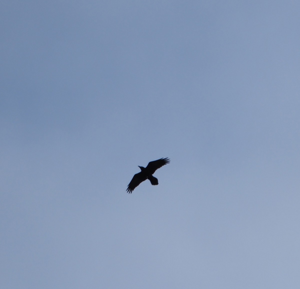 ravn - ML289388991