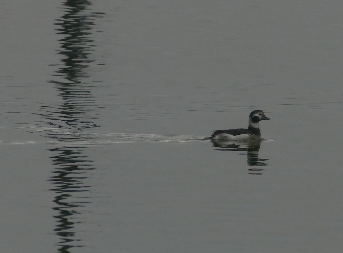 Long-tailed Duck - ML289389751