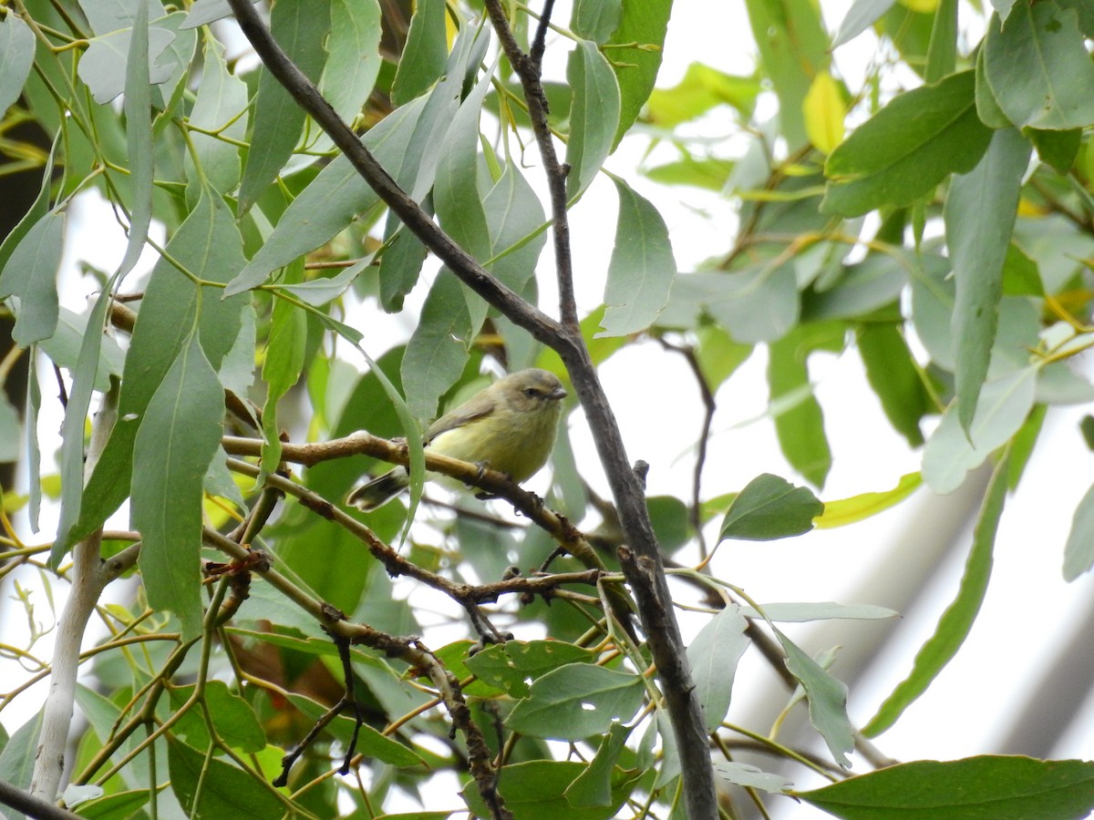 コバシムシクイ - ML289391901