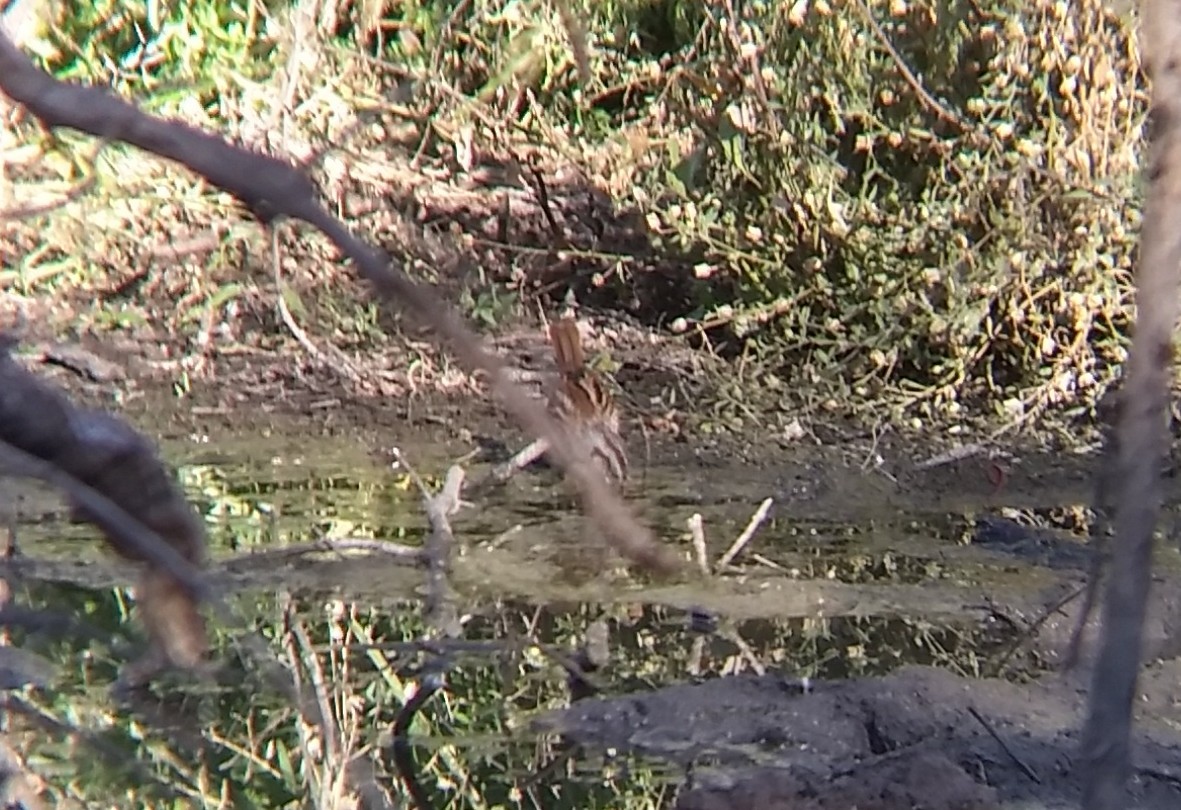 Swamp Sparrow - ML289392211