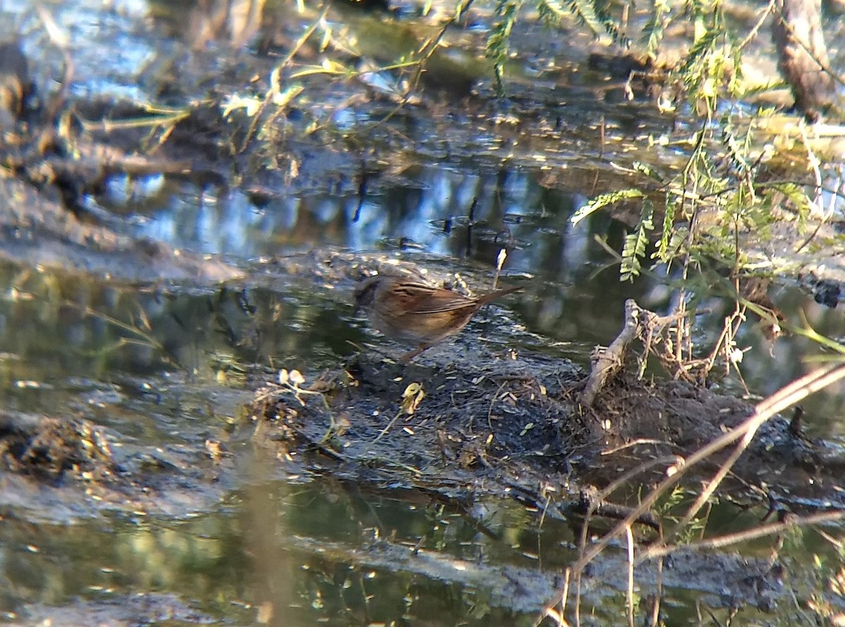 Swamp Sparrow - ML289392371